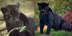 ¿Qué hacer si veo al jaguar melánico desaparecido en San Juan Sacatepéquez?, esto recomienda Conap