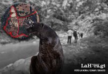 Jaguar desaparecido en San Juan Sacatepéquez aún en la búsqueda, confirma Conap. Foto La Hora: Conap