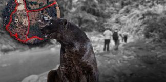 Jaguar desaparecido en San Juan Sacatepéquez aún en la búsqueda, confirma Conap. Foto La Hora: Conap