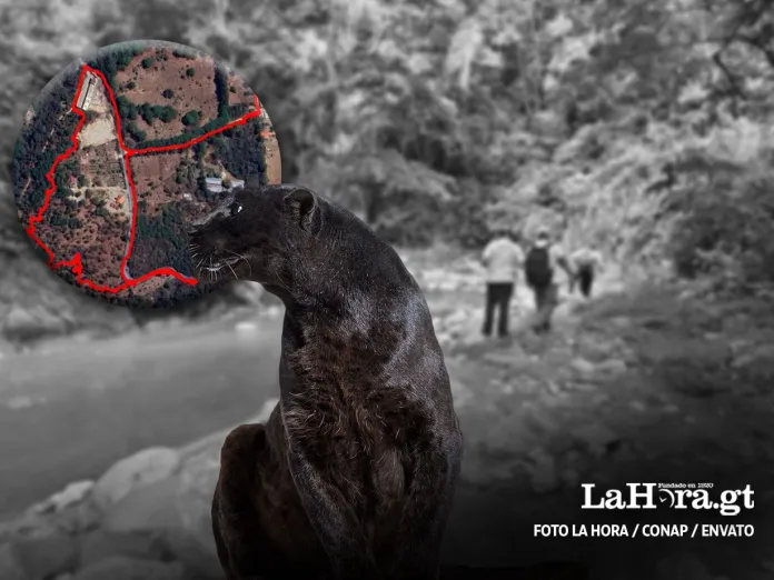 Jaguar Melanico Jaguar desaparecido en San Juan Sacatepéquez aún en la búsqueda, confirma Conap. Foto La Hora: Conap