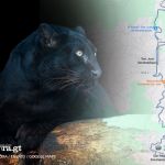 Un jaguar melánico o pantera negra desapareció en San Juan Sacatepéquez. Foto La Hora