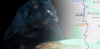 Un jaguar melánico o pantera negra desapareció en San Juan Sacatepéquez. Foto La Hora