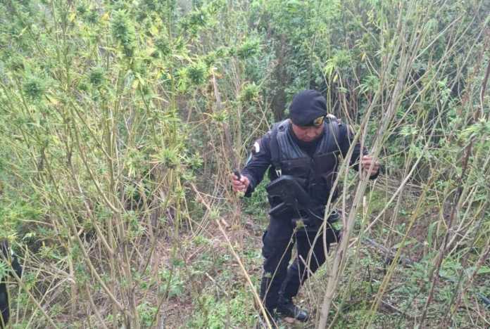 Se informa la erradicación de más de 11 mil matas de marihuana en Totonicapán.