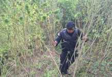 Se informa la erradicación de más de 11 mil matas de marihuana en Totonicapán.