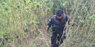 Se informa la erradicación de más de 11 mil matas de marihuana en Totonicapán.