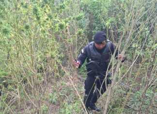 Se informa la erradicación de más de 11 mil matas de marihuana en Totonicapán.