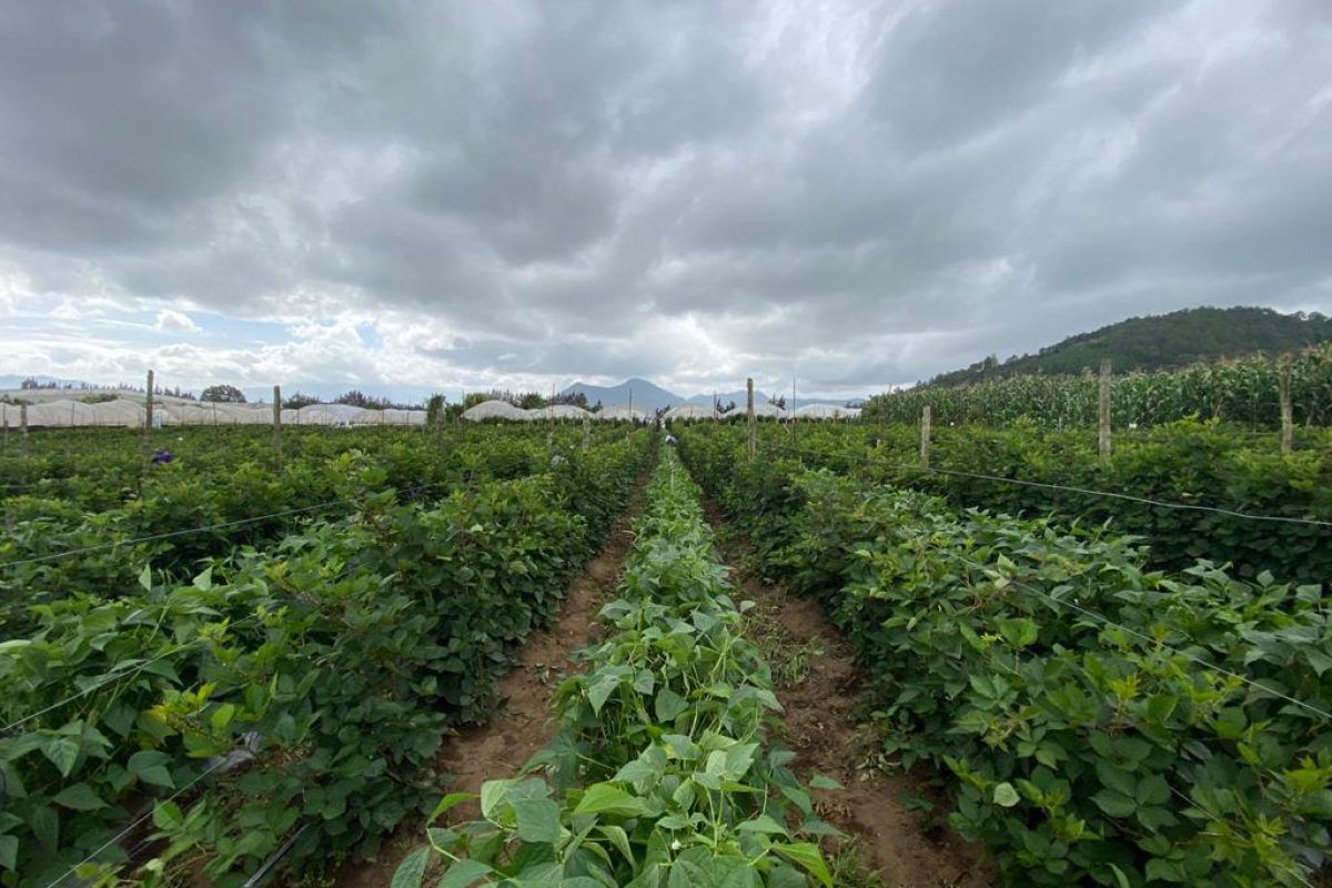 MAGA: 9 productos agrícolas se ven en riesgo por lluvias constantes y saturación de suelos en el país