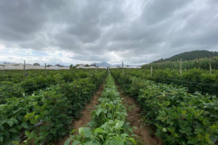 MAGA: 9 productos agrÃ­colas se ven en riesgo por lluvias constantes y saturaciÃ³n de suelos en el paÃ­s.