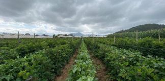 MAGA: 9 productos agrícolas se ven en riesgo por lluvias constantes y saturación de suelos en el país.