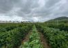 MAGA: 9 productos agrícolas se ven en riesgo por lluvias constantes y saturación de suelos en el país.