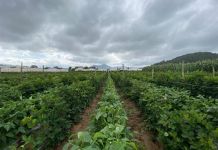 MAGA: 9 productos agrícolas se ven en riesgo por lluvias constantes y saturación de suelos en el país MAGA: 9 productos agrícolas se ven en riesgo por lluvias constantes y saturación de suelos en el país.