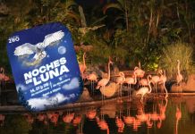Flamencos del zoológico en el evento de Noches de Luna. Foto La Hora: Zoológico La Aurora