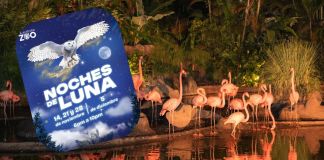 Flamencos del zoológico en el evento de Noches de Luna. Foto La Hora: Zoológico La Aurora