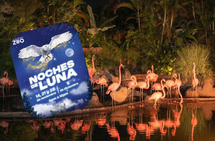 Flamencos del zoológico en el evento de Noches de Luna. Foto La Hora: Zoológico La Aurora