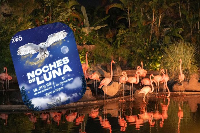 Noches de luna zoo Flamencos del zoológico en el evento de Noches de Luna. Foto La Hora: Zoológico La Aurora