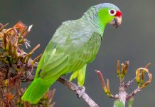 Por un loro como este, Yocelyn es ligada a proceso penal con arresto domiciliario