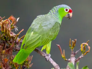 Por un loro como este, Yocelyn es ligada a proceso penal con arresto domiciliario