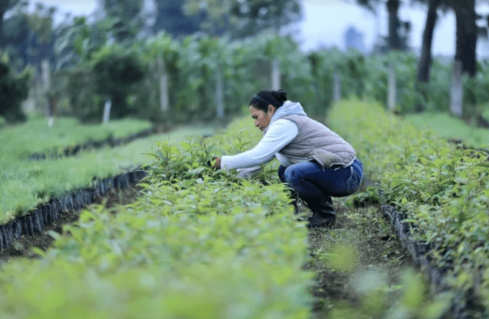 Salario Mínimo 2026 Esta es la propuesta del sector del Agro y explica la razón