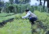 Salario Mínimo 2026 Esta es la propuesta del sector del Agro y explica la razón