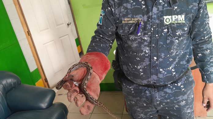 Serpiente Boa es rescatada por la Policia Municipal Forestal. Foto La Hora: MuniMixco
