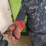 Serpiente Boa es rescatada por la Policia Municipal Forestal. Foto La Hora: MuniMixco