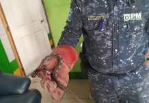 Serpiente Boa es rescatada por la Policia Municipal Forestal. Foto La Hora: MuniMixco