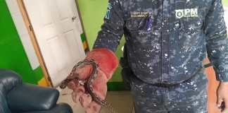 Serpiente Boa es rescatada por la Policia Municipal Forestal. Foto La Hora: MuniMixco