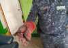 Serpiente Boa es rescatada por la Policia Municipal Forestal. Foto La Hora: MuniMixco