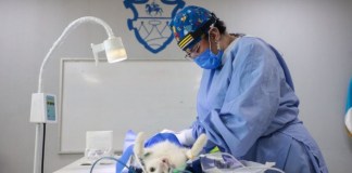 Primera jornada de castración móvil llegó a Zona 6. Foto: Municipalidad de Guatemala.