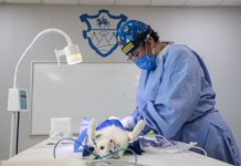 Primera jornada de castración móvil para perros y gatos se realizó en zona 6 Primera jornada de castración móvil llegó a Zona 6. Foto: Municipalidad de Guatemala.