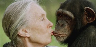 Jane Goodall