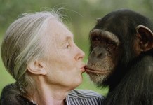 Jane Goodall, reconocida etóloga fallece a los 91 años Jane Goodall