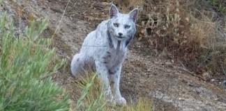 En España, un fotógrafo aficionado logró capturar en cámara al lince ibérico blanco.