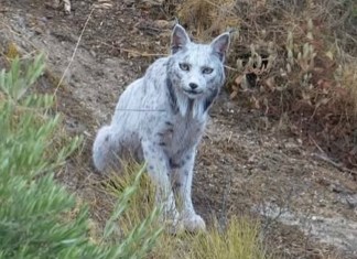 En España, un fotógrafo aficionado logró capturar en cámara al lince ibérico blanco.