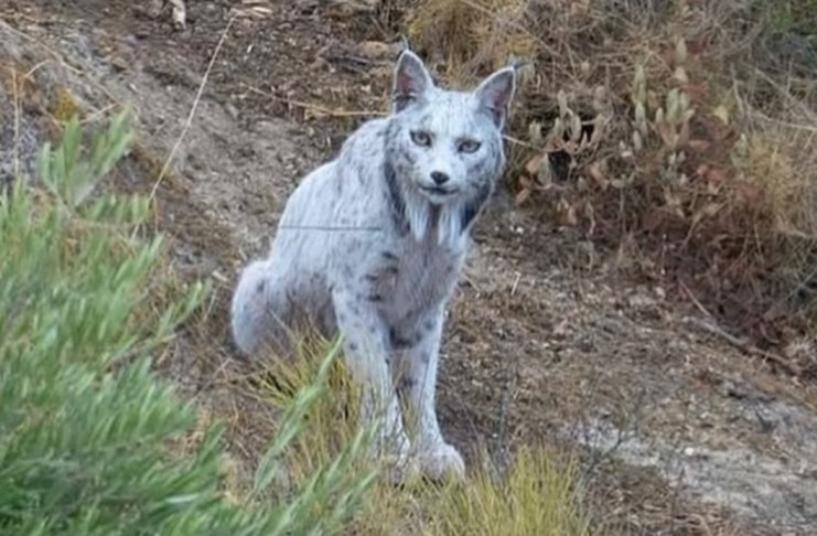 En España, un fotógrafo aficionado logró capturar en cámara al lince ibérico blanco.