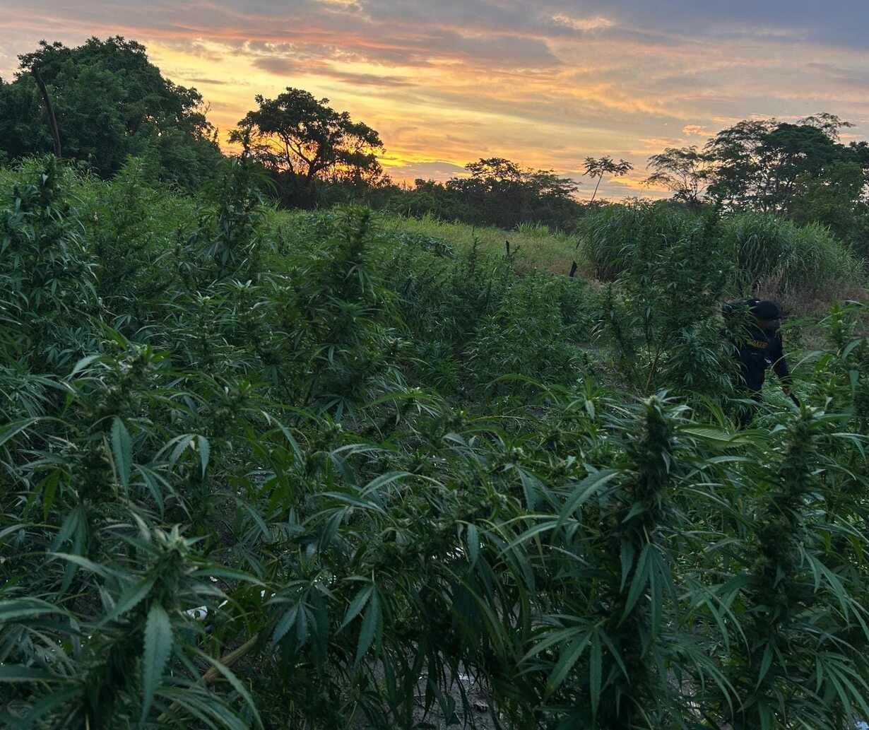Erradican más de 24 mil matas de marihuana en Petén