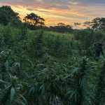 Erradican matas de marihuana en Petén valoradas en más de Q9 millones.