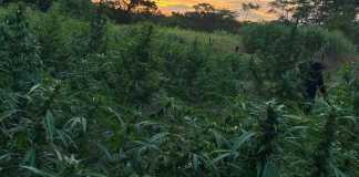 Erradican matas de marihuana en Petén valoradas en más de Q9 millones.