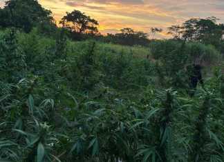 Erradican más de 24 mil matas de marihuana en Petén Erradican matas de marihuana en Petén valoradas en más de Q9 millones.