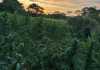Erradican matas de marihuana en Petén valoradas en más de Q9 millones.