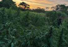 Erradican más de 24 mil matas de marihuana en Petén Erradican matas de marihuana en Petén valoradas en más de Q9 millones.