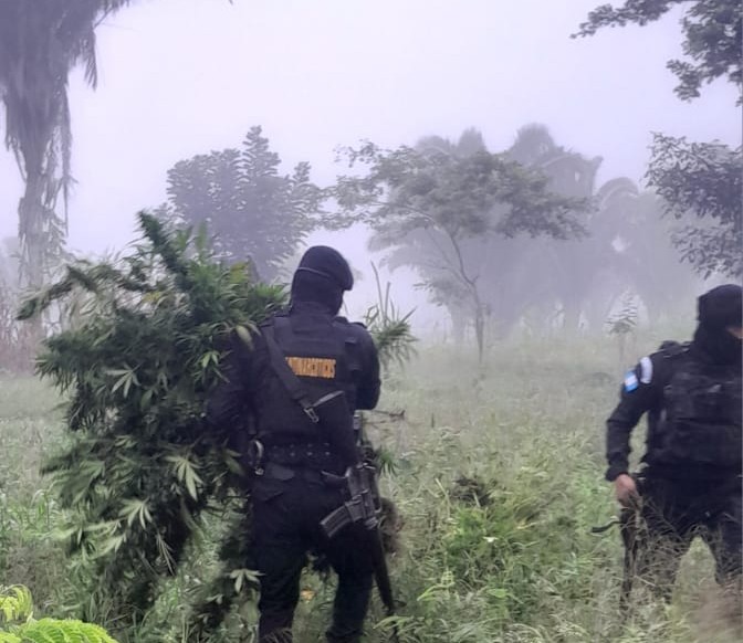 La Policía Nacional Civil (PNC) informó sobre dos operativos en Petén, en donde se localizaron cultivos de marihuana. Foto La Hora: PNC