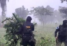 La Policía Nacional Civil (PNC) informó sobre dos operativos en Petén, en donde se localizaron cultivos de marihuana. Foto La Hora: PNC