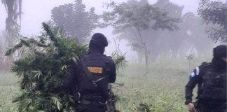 La Policía Nacional Civil (PNC) informó sobre dos operativos en Petén, en donde se localizaron cultivos de marihuana. Foto La Hora: PNC