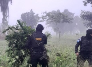 La Policía Nacional Civil (PNC) informó sobre dos operativos en Petén, en donde se localizaron cultivos de marihuana. Foto La Hora: PNC