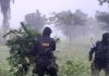 La Policía Nacional Civil (PNC) informó sobre dos operativos en Petén, en donde se localizaron cultivos de marihuana. Foto La Hora: PNC