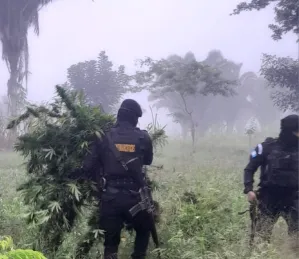 Dos fincas en Petén eran utilizadas para el cultivo de marihuana valorada en Q6.4 millones