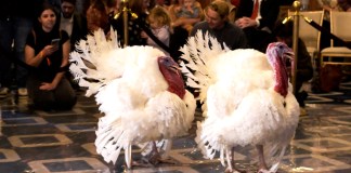 Día de Acción de Gracias