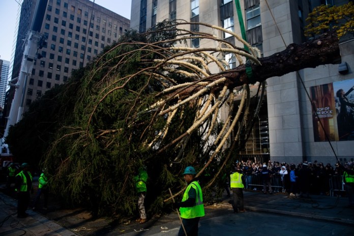 Llega al Rockefeller Center su famoso árbol de Navidad