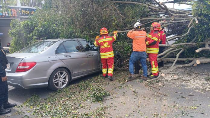Árbol cae sobre 19 calle y 10a. avenida, zona 10 de la ciudad capital. Foto La Hora: Conred.